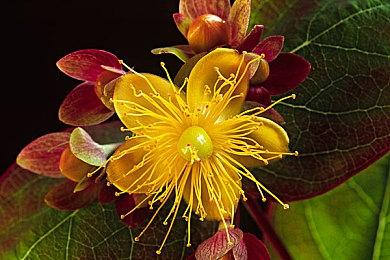 微软动视收购案仍在继续 CMA延长报告截止期限